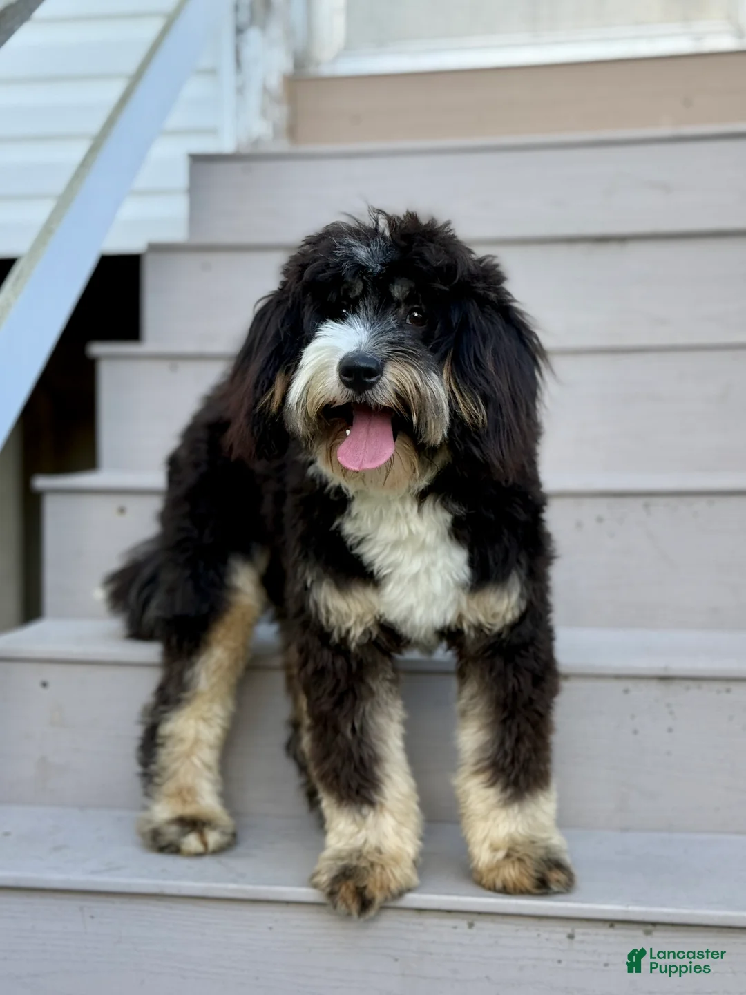 Mini Bernedoodle dogs for sale: Vinnie-Health Tested Parents - Ad 9