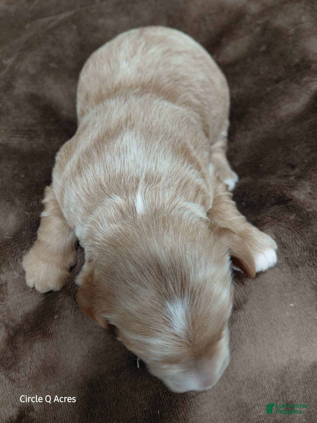 Mini Goldendoodle dogs for sale: Cooper - Ad 2