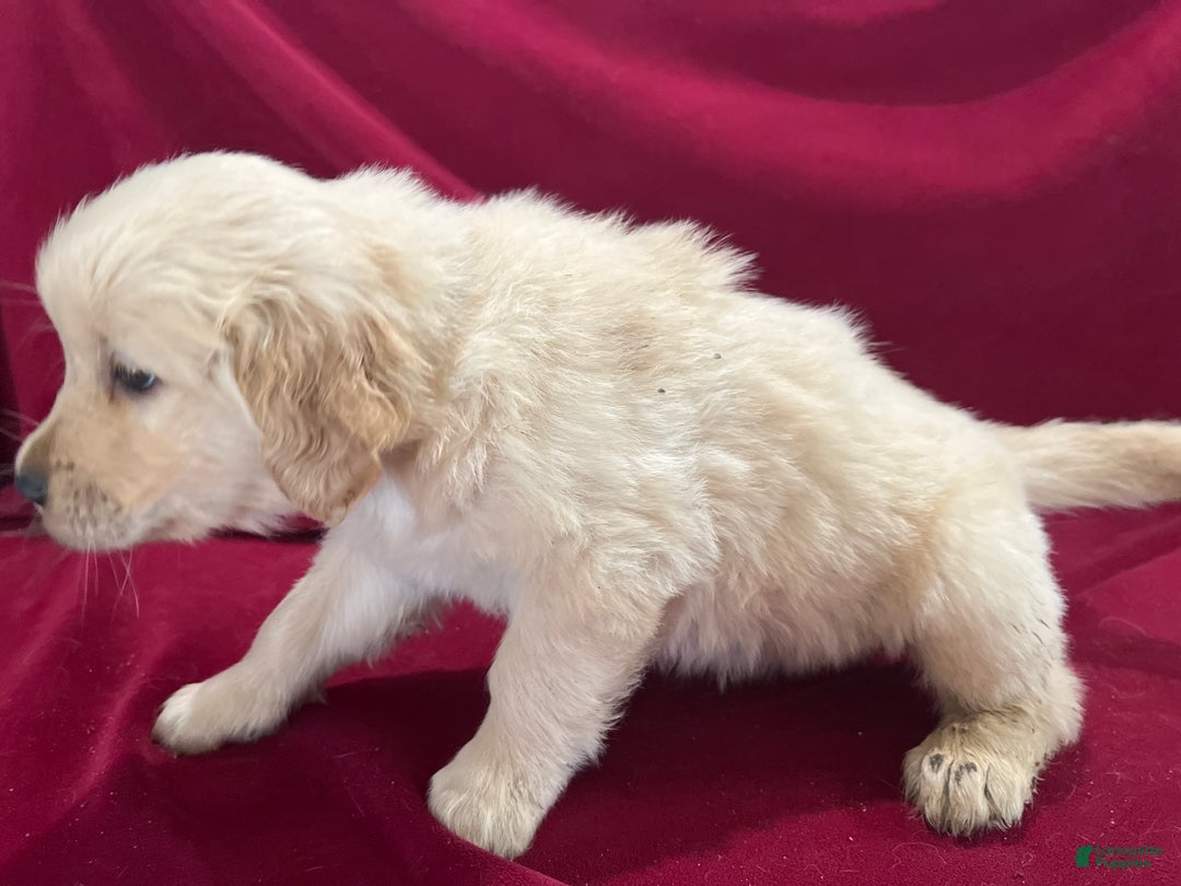 Golden Retriever dogs for sale: Golden Retriever Puppy 9 - Ad 1