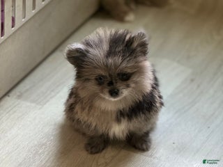 Pomeranian dogs - Ad 12