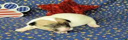 Jack Russell Terrier dogs for sale: CKC "Pogo" Delivery Available  - Ad 3