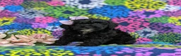 Cockapoo dogs for sale: Odette Hypoallergenic - Ad 1