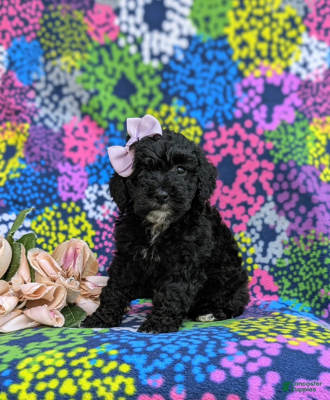 Cockapoo dogs for sale: Odette Hypoallergenic - Ad 1