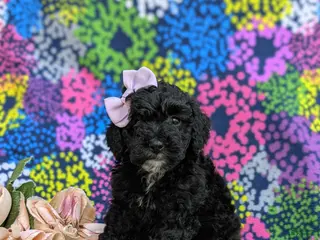 Cockapoo dogs for sale: Odette Hypoallergenic - Ad 3