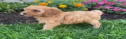Miniature Poodle dogs for sale: Minnie - Ad 2