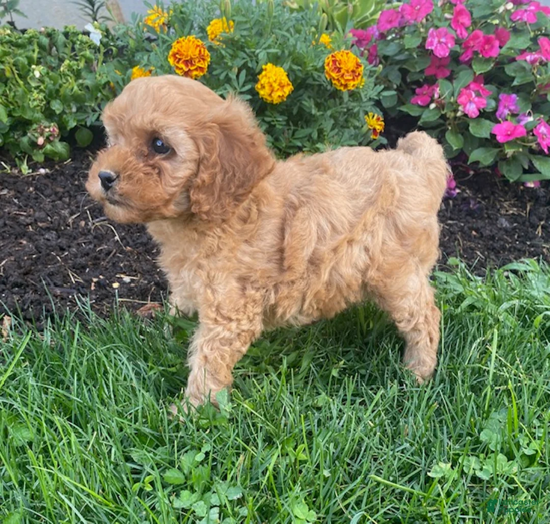 Miniature Poodle dogs for sale: Minnie - Ad 2