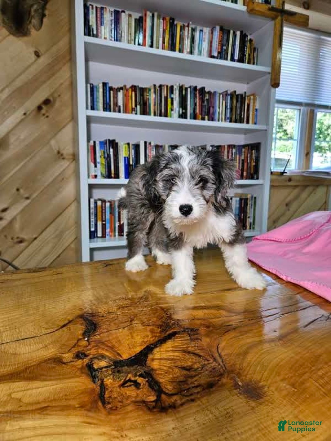 Mixed Breed dogs for sale: Sage - Ad 7