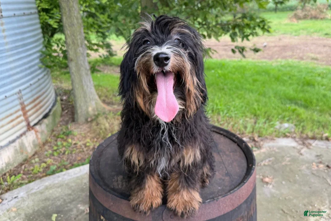 Mini Bernedoodle dogs for sale: Raphael - Ad 2