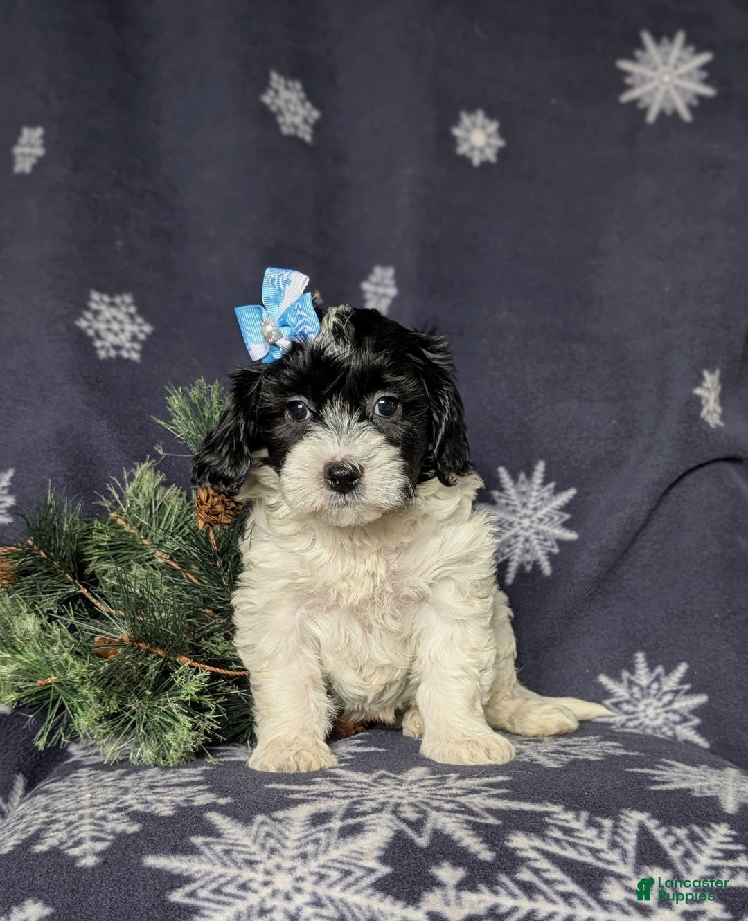 Havapoo dogs for sale: Brylee Ready for Christmas - Ad 2