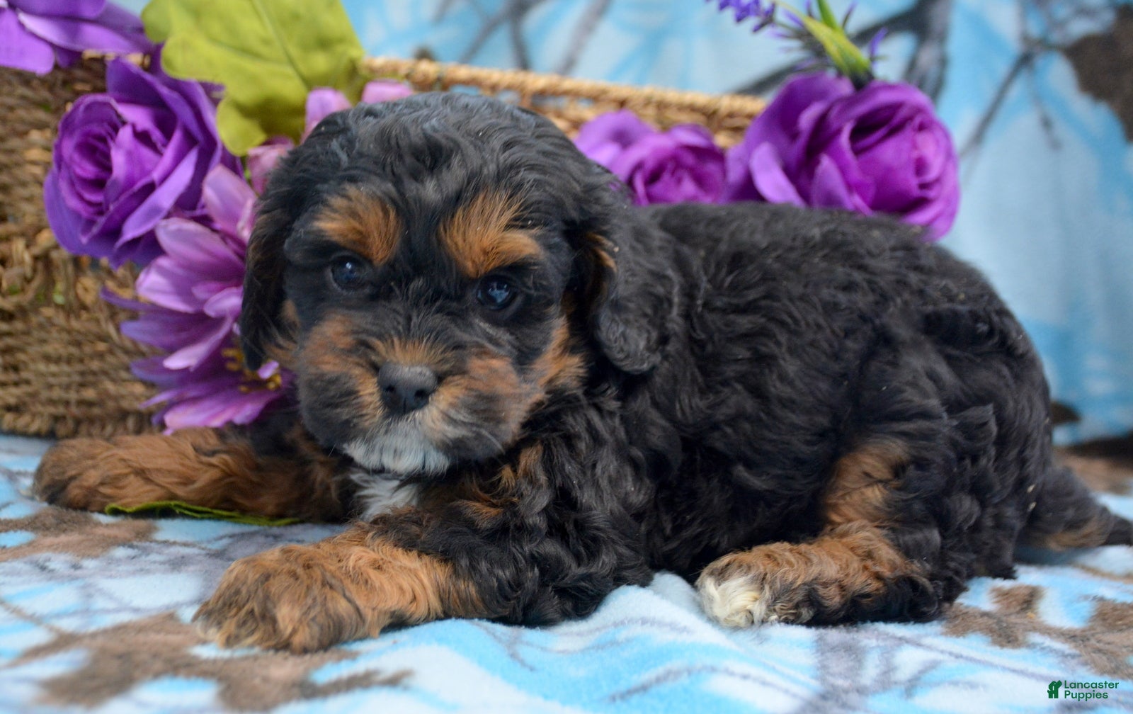 Cockapoo dogs Cockapoo Puppy 3 Kyra - Ad 38