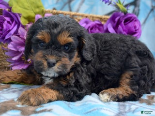 Cockapoo dogs Cockapoo Puppy 3 Kyra - Ad 41