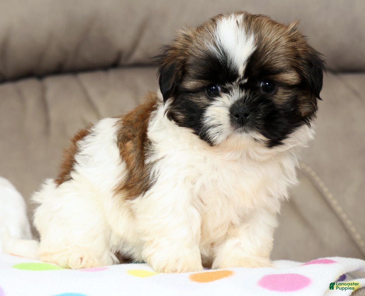Shih Tzu dogs Sweetie - Ad 1