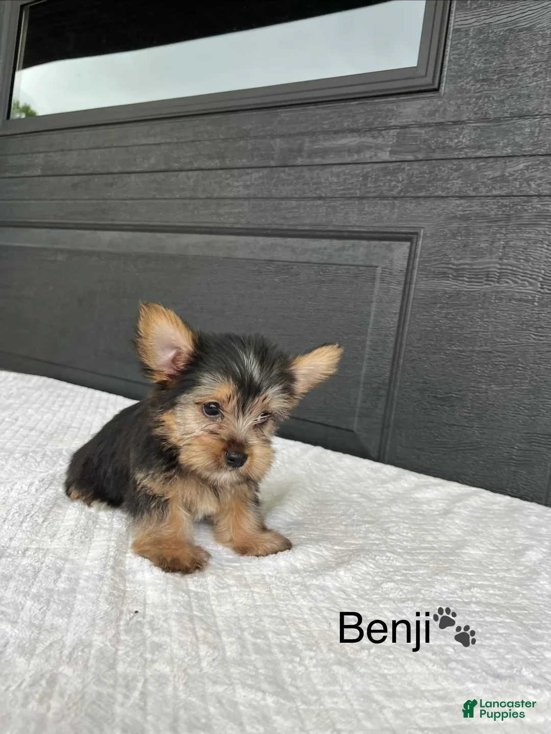 Yorkshire Terrier dogs for sale: Benji - Ad 4