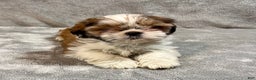 Shih Tzu dogs for sale: Harold - Ad 2