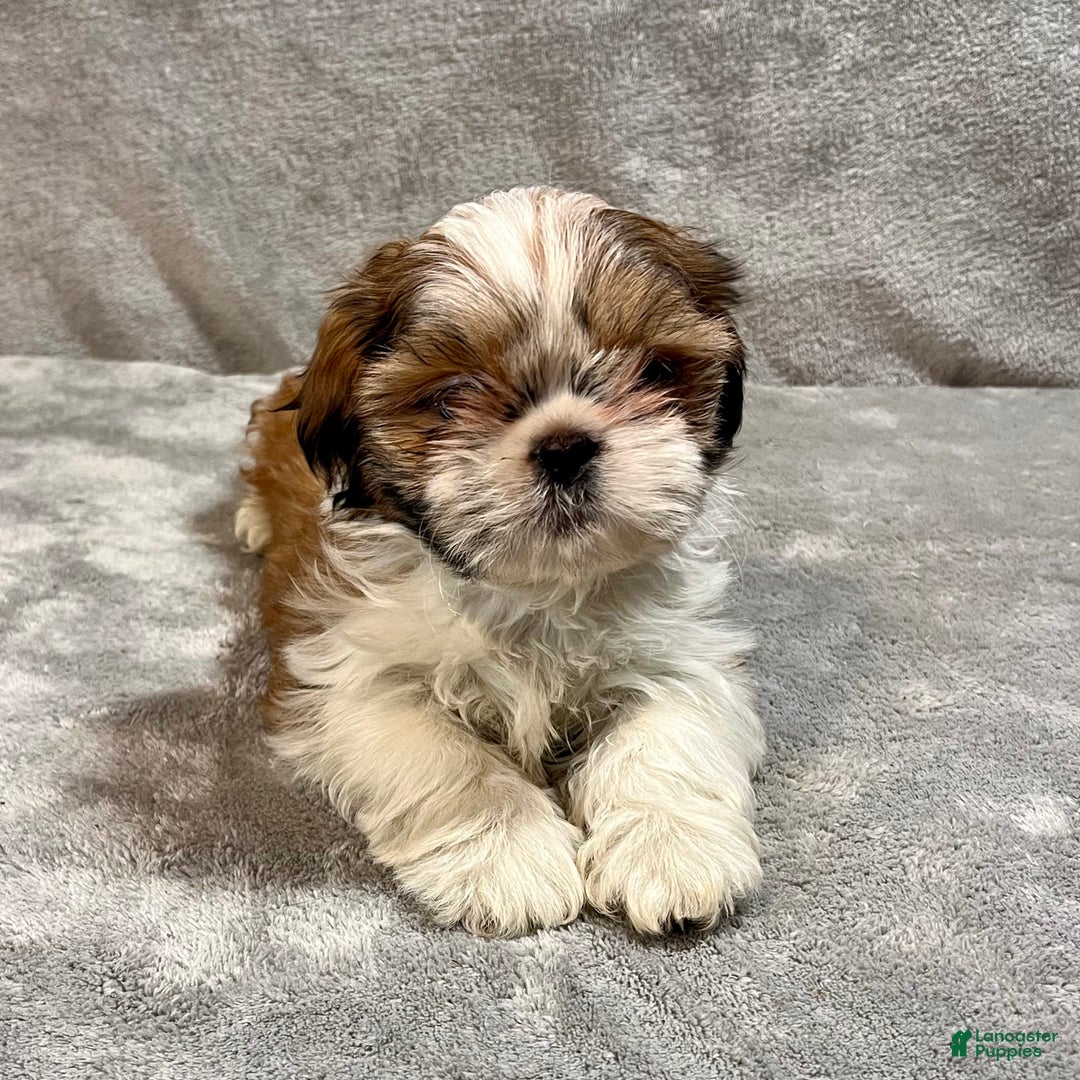 Shih Tzu dogs for sale: Harold - Ad 2