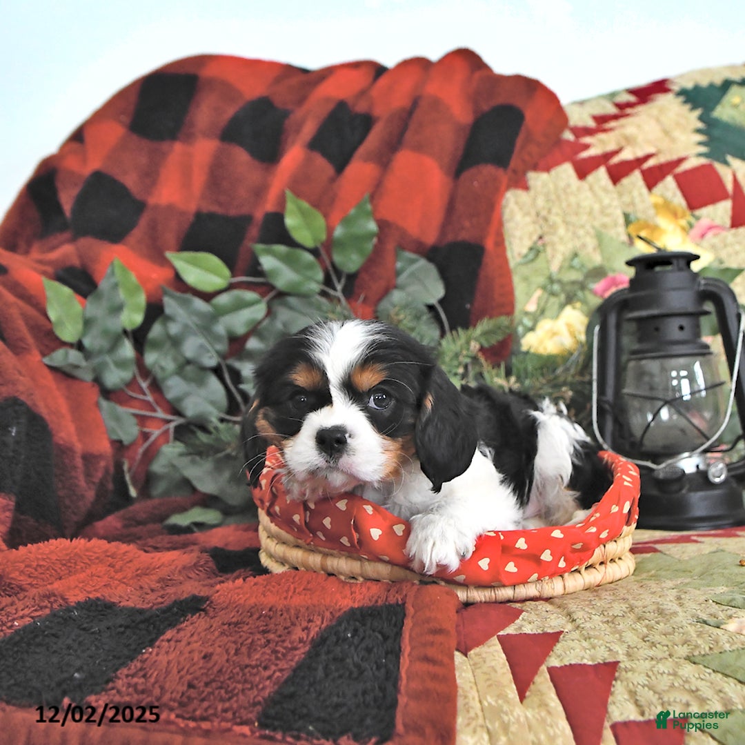 Cavalier King Charles Spaniel dogs for sale: Theo - Ad 2