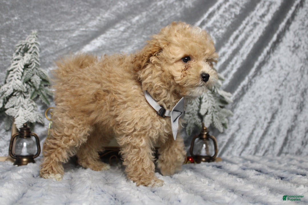 Havapoo dogs for sale: Foxtrot  - Ad 5