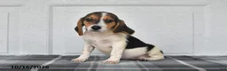 Beagle dogs for sale: Paisley - Ad 3