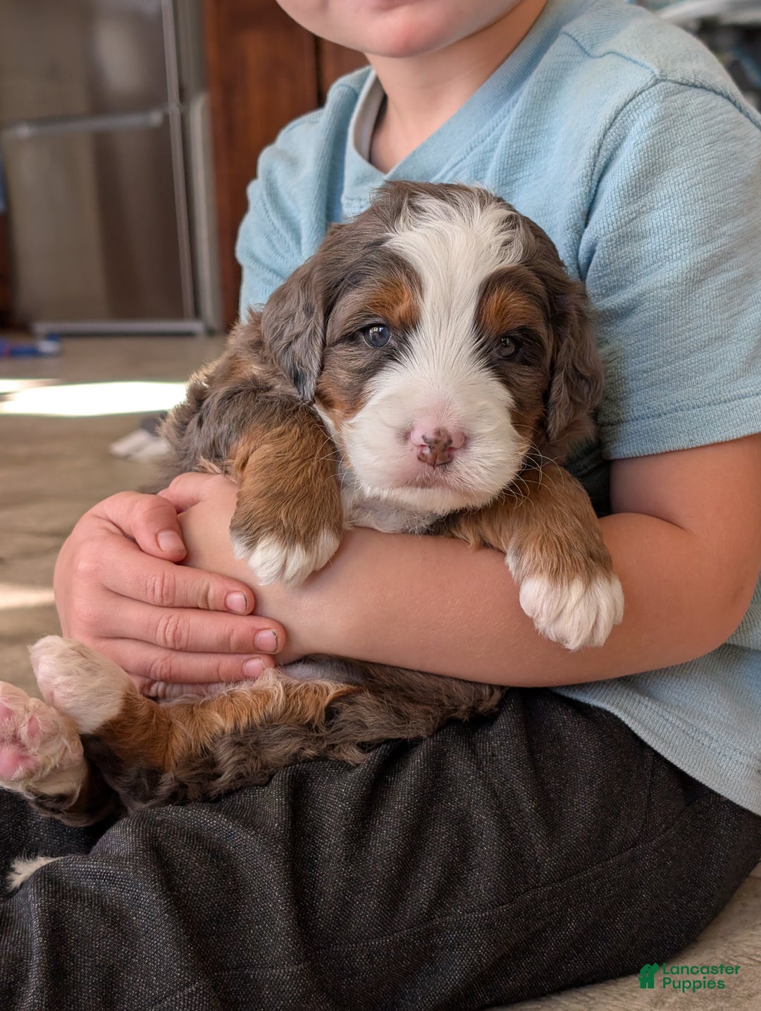 Mini Bernedoodle dogs for sale: Mini Marlo  - Ad 12