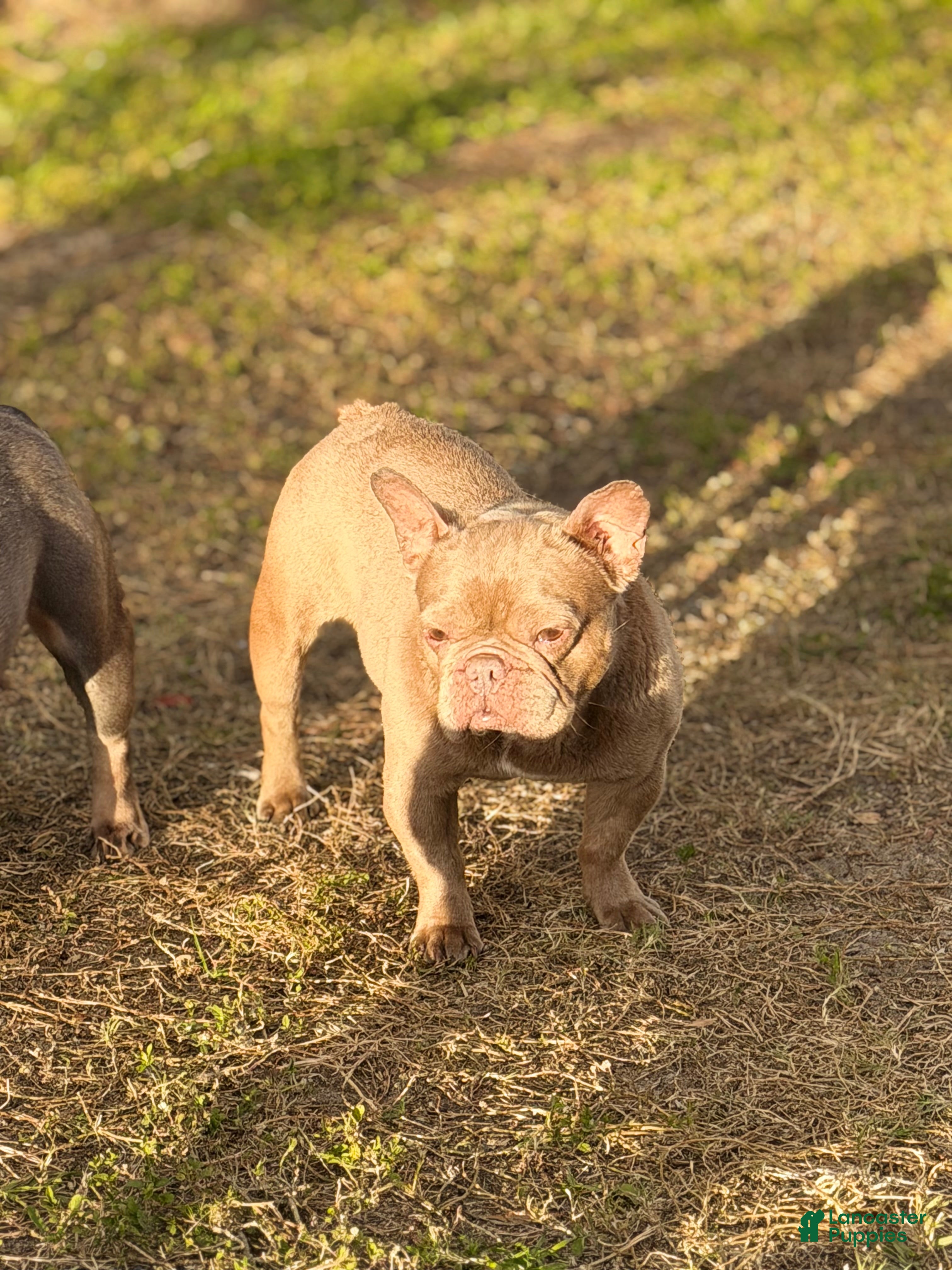 French Bulldog dogs honey - Ad 31