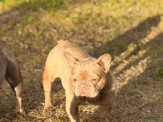 French Bulldog dogs honey - Ad 31