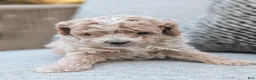 Bichpoo dogs for sale: Titan - Ad 6
