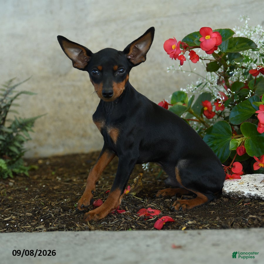 Miniature Pinscher dogs Plato - Ad 2