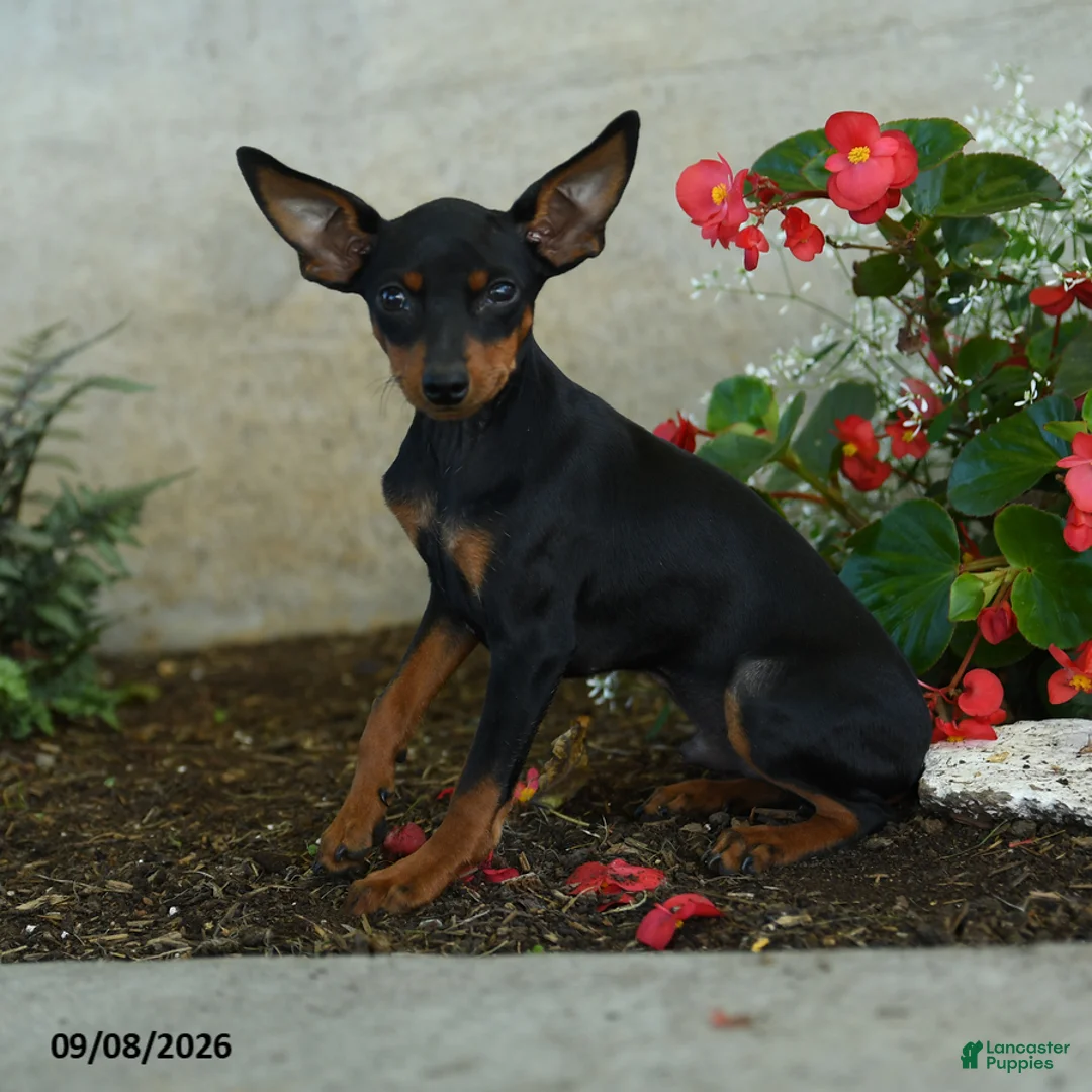 Miniature Pinscher dogs for sale: Plato - Ad 2