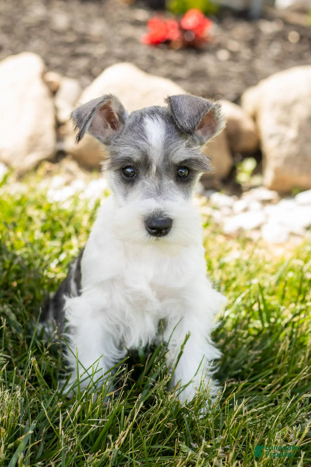 Miniature Schnauzer dogs for sale: Sophia  - Ad 2