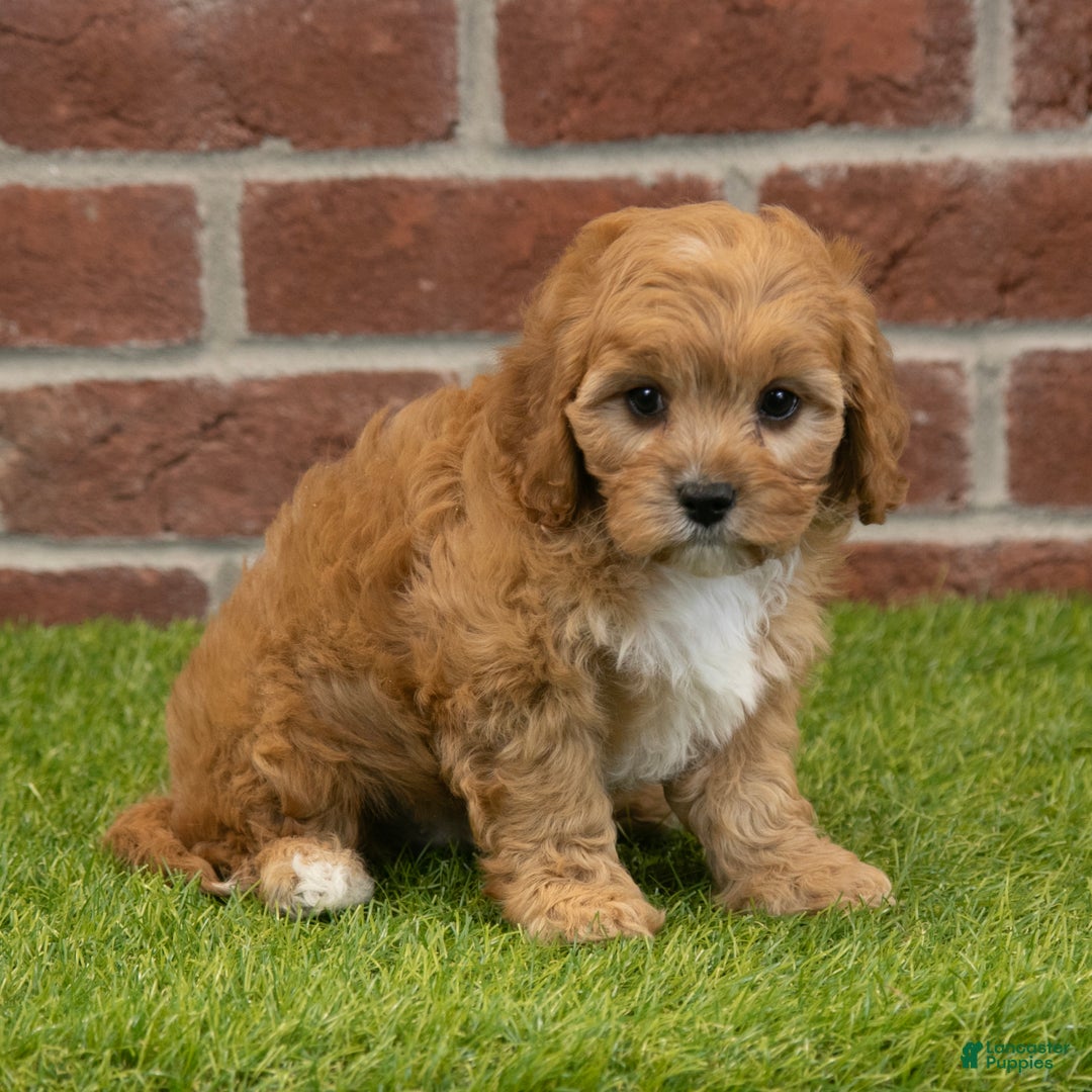Cavapoo dogs for sale: Rusty - Ad 5