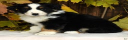 Miniature Australian Shepherd dogs for sale: Clove - Ad 7