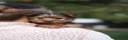 Yorkshire Terrier dogs for sale: Bo - Ad 11
