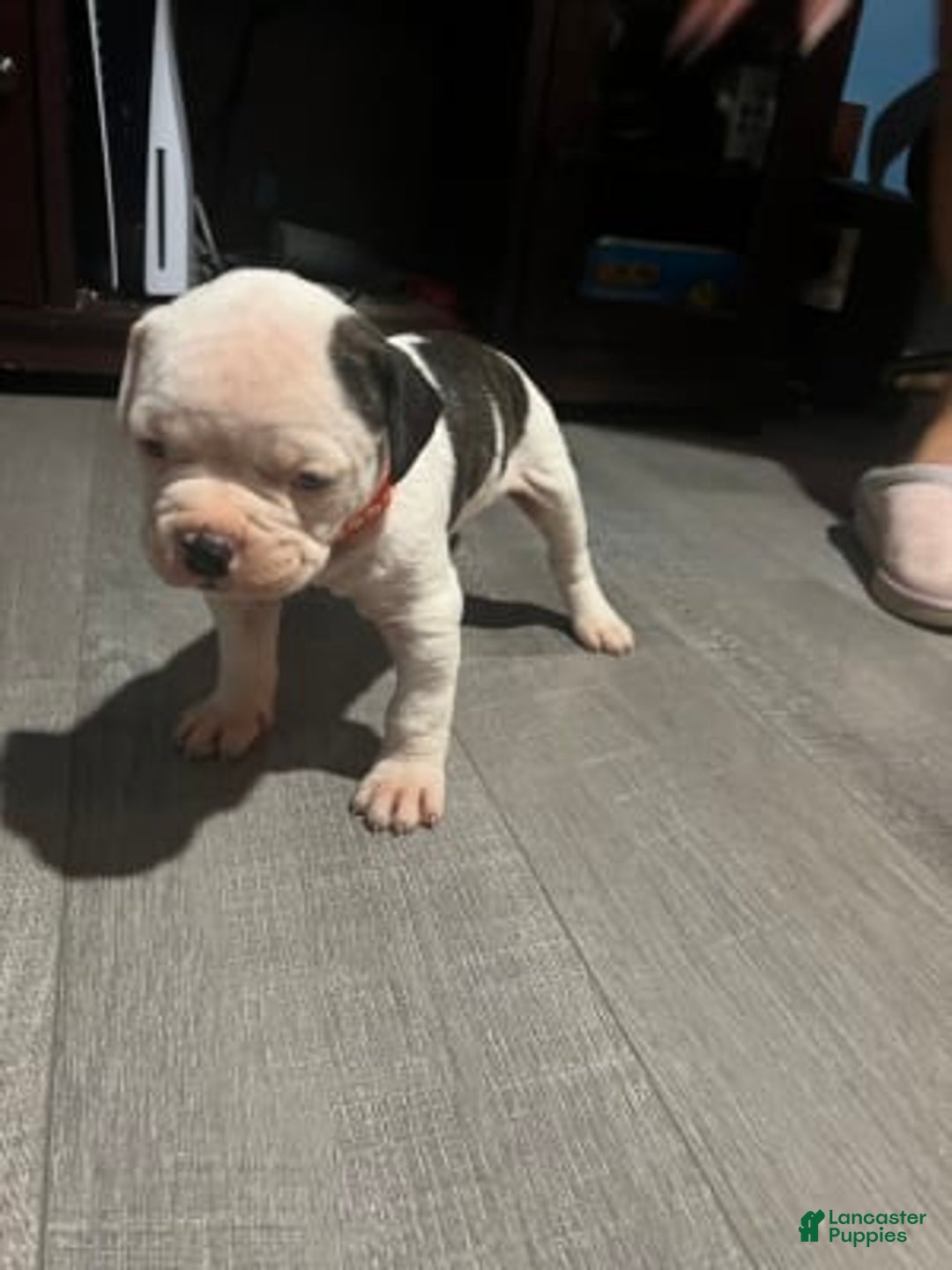 Gallery Image {{count}}