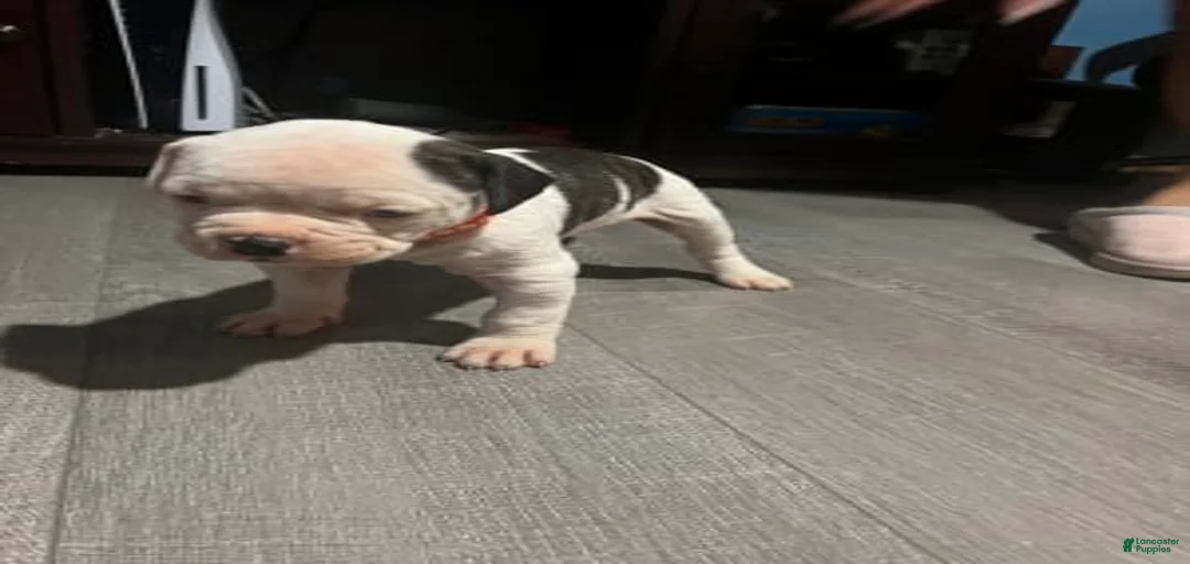 Gallery Image {{count}}