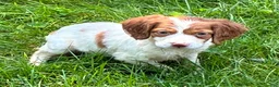 Brittany Spaniel dogs for sale: Hawkeye Holly Girl 2 - Ad 3