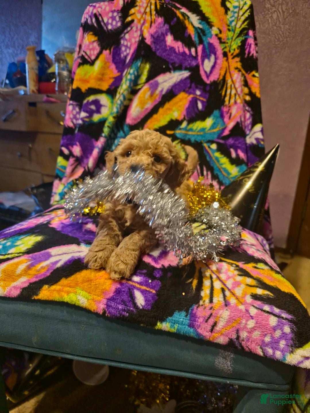 Mini Goldendoodle dogs for sale: Bella - Ad 2