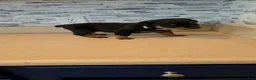 Rottweiler dogs for sale: Rottweiler 4 - Ad 2