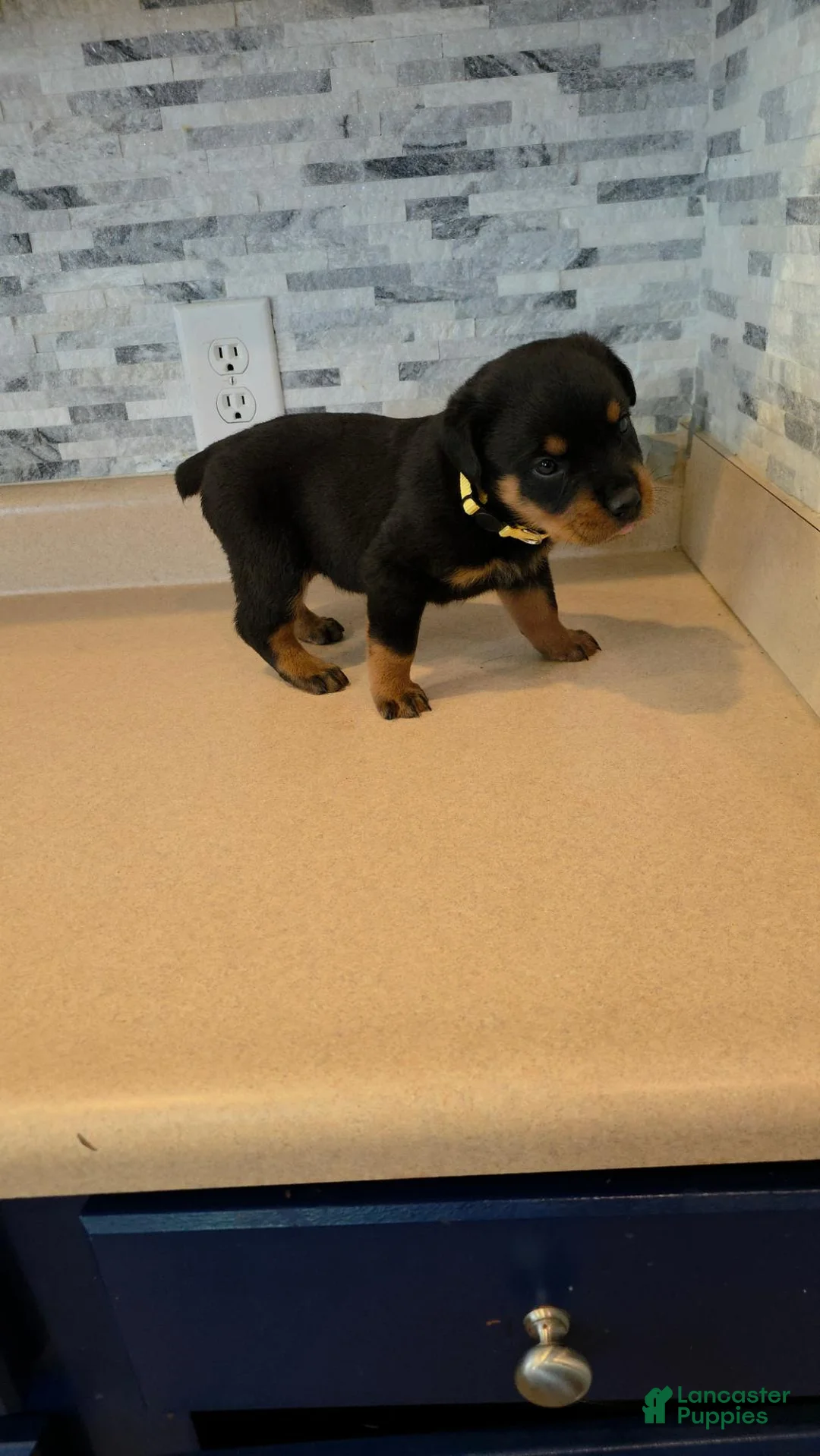 Rottweiler dogs for sale: Rottweiler 4 - Ad 2