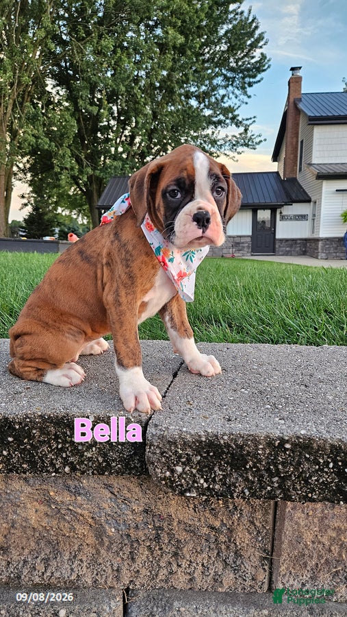 Boxer dogs Bella - Ad 1