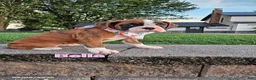 Boxer dogs for sale: Bella - Ad 1