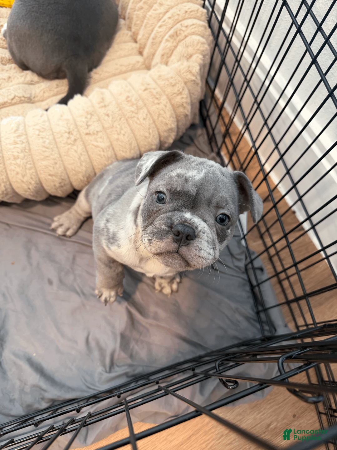 Mixed Breed dogs for sale: Blue Platinum Merle, Micro Bully Female - Ad 2