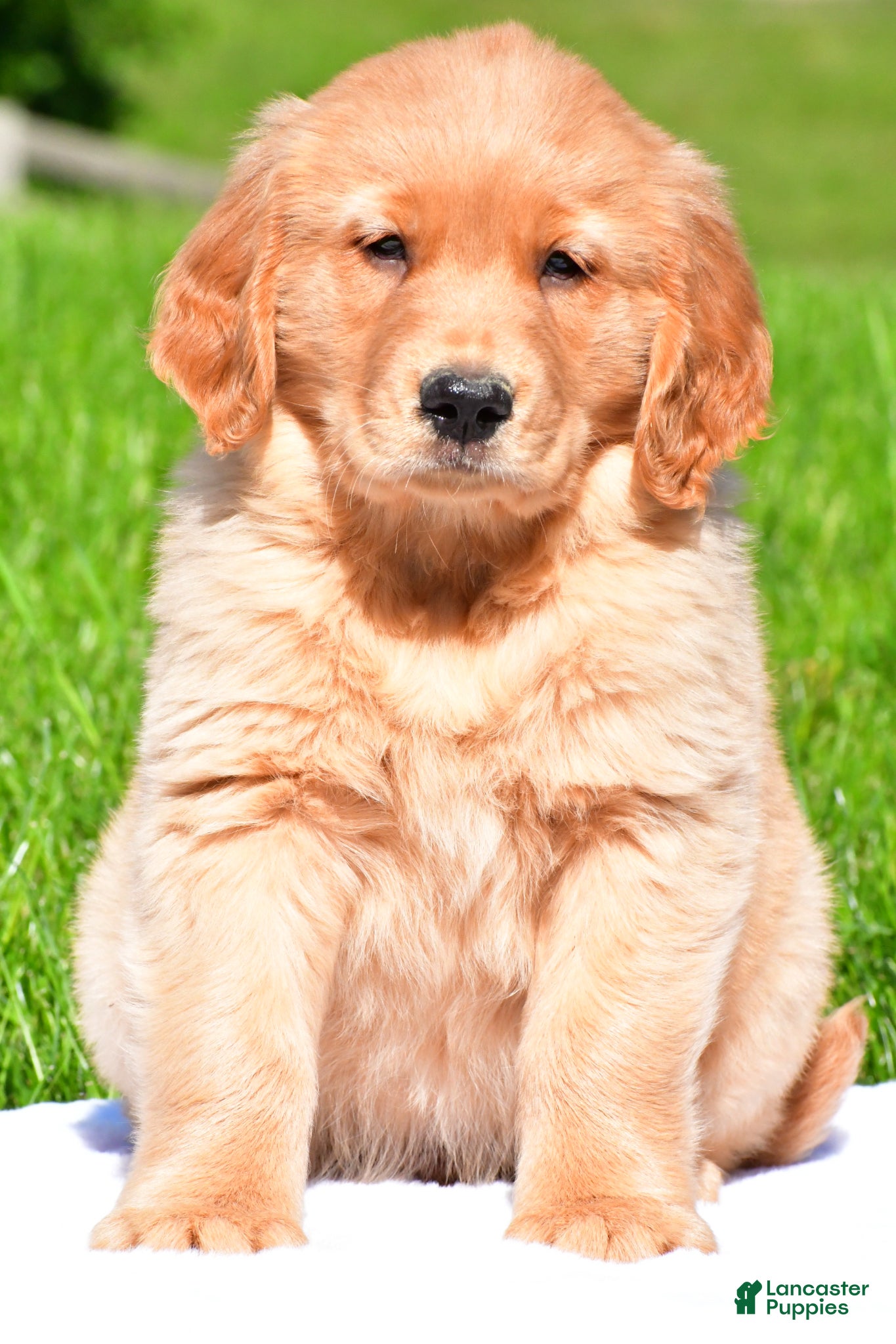 Golden Retriever dogs Turbo - Ad 1