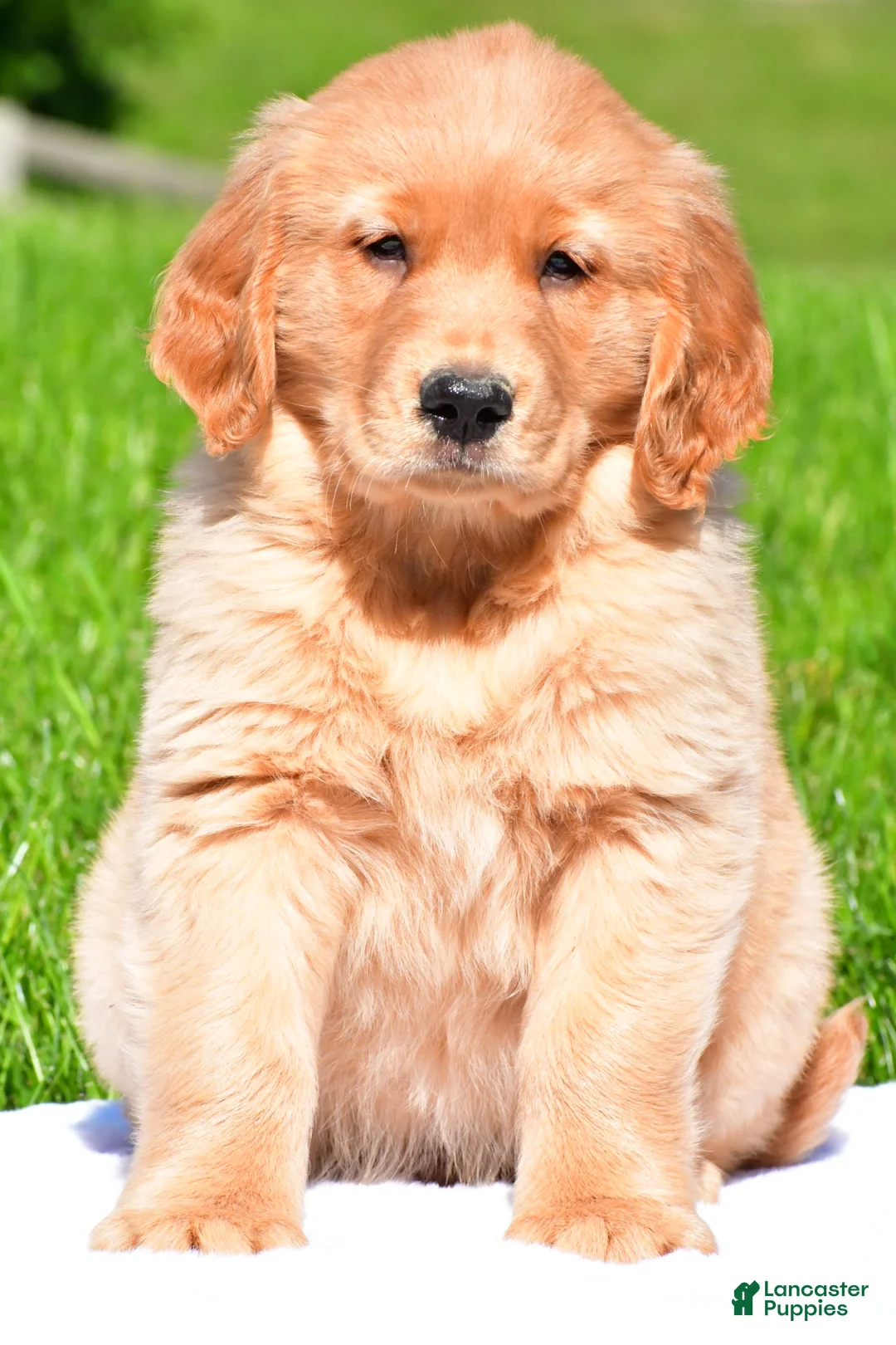 Golden Retriever dogs for sale: Turbo - Ad 1