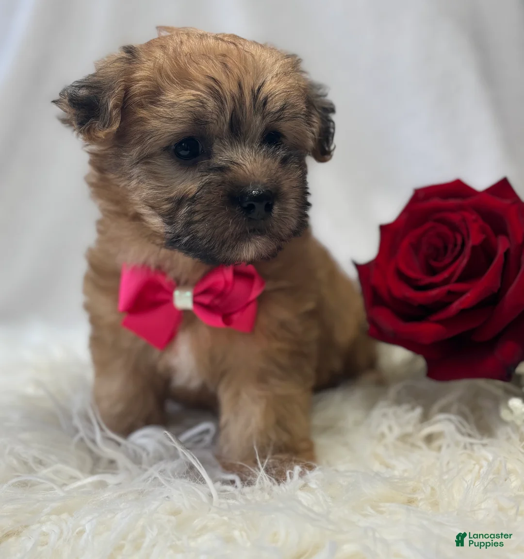 Morkie dogs for sale: Ava - Ad 1