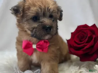 Morkie dogs Ava - Ad 8