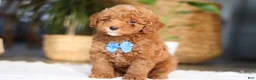 Miniature Poodle dogs for sale: Bean - Ad 3