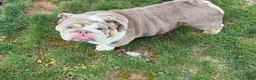 English Bulldog dogs for sale: Raven - Ad 13