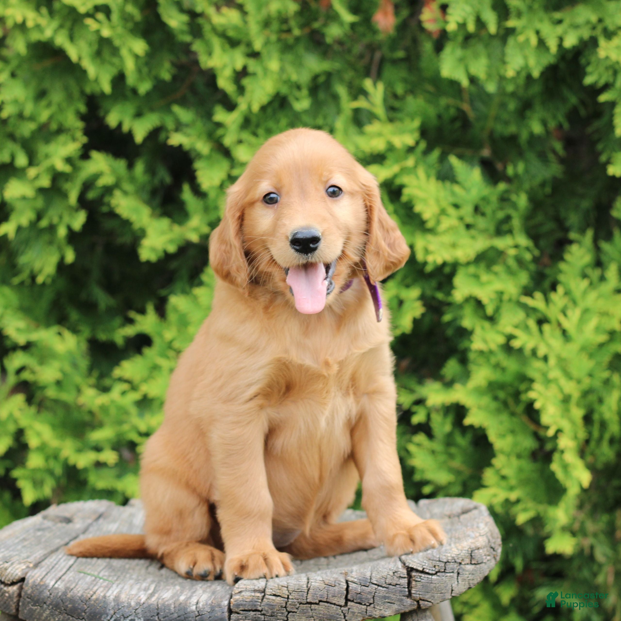 Mixed Breed dogs Wava - Ad 2