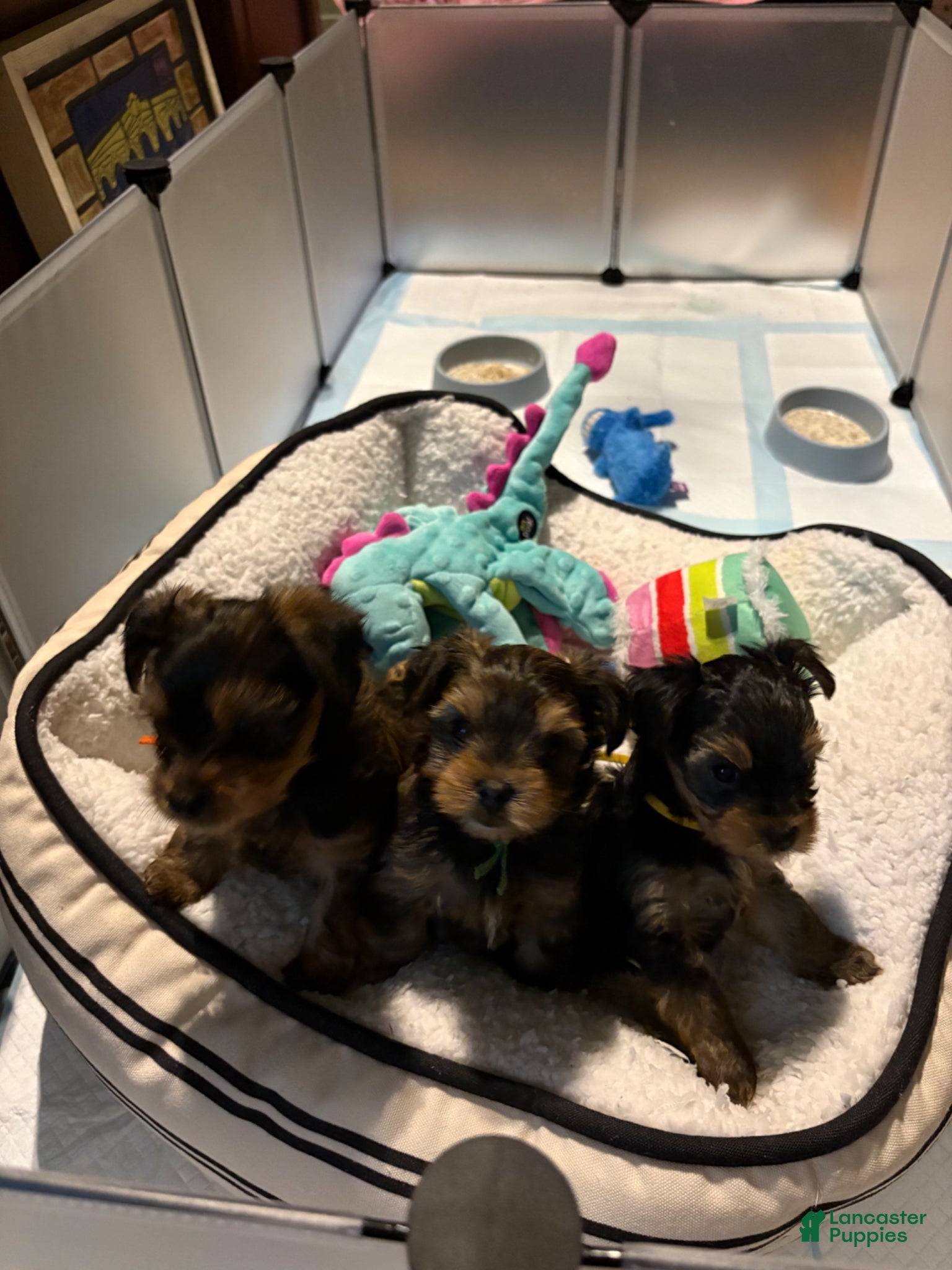 Yorkshire Terrier dogs for sale: Yorkshire Terrier Puppy 2 - Ad 9
