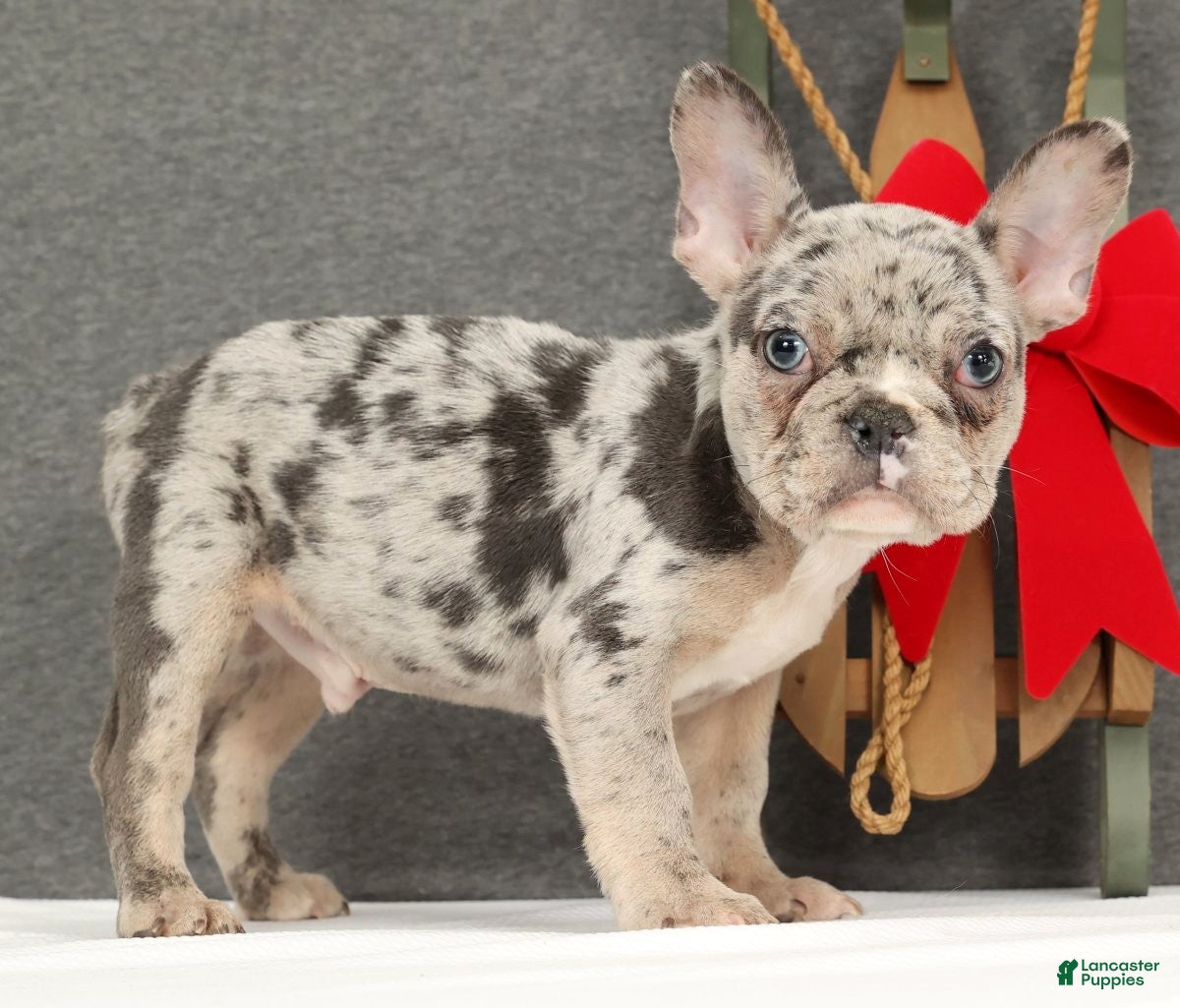 French Bulldog dogs Franky - Ad 1